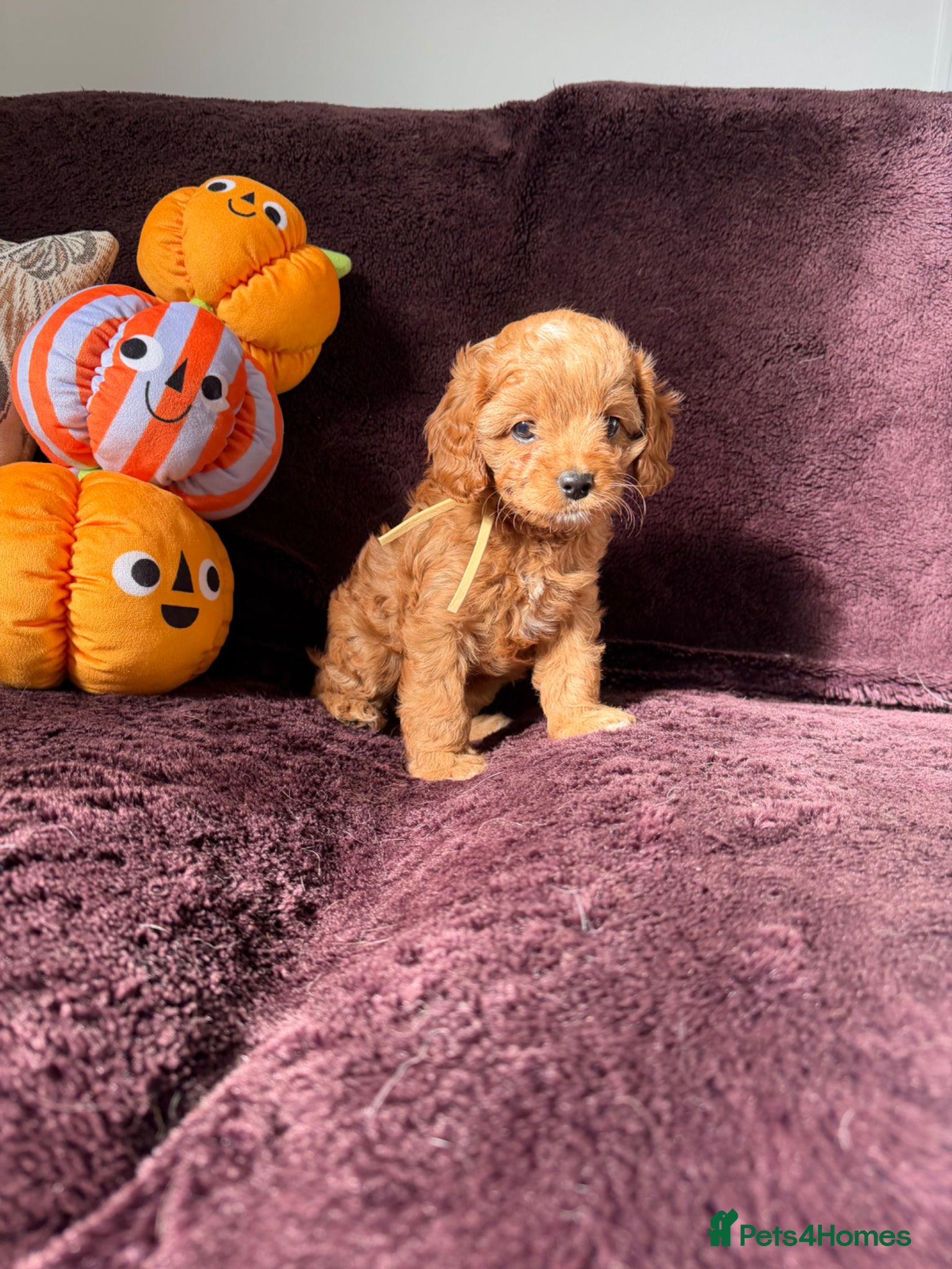 Cavapoo dogs Beautiful Cavapoos f1  - Advert 1