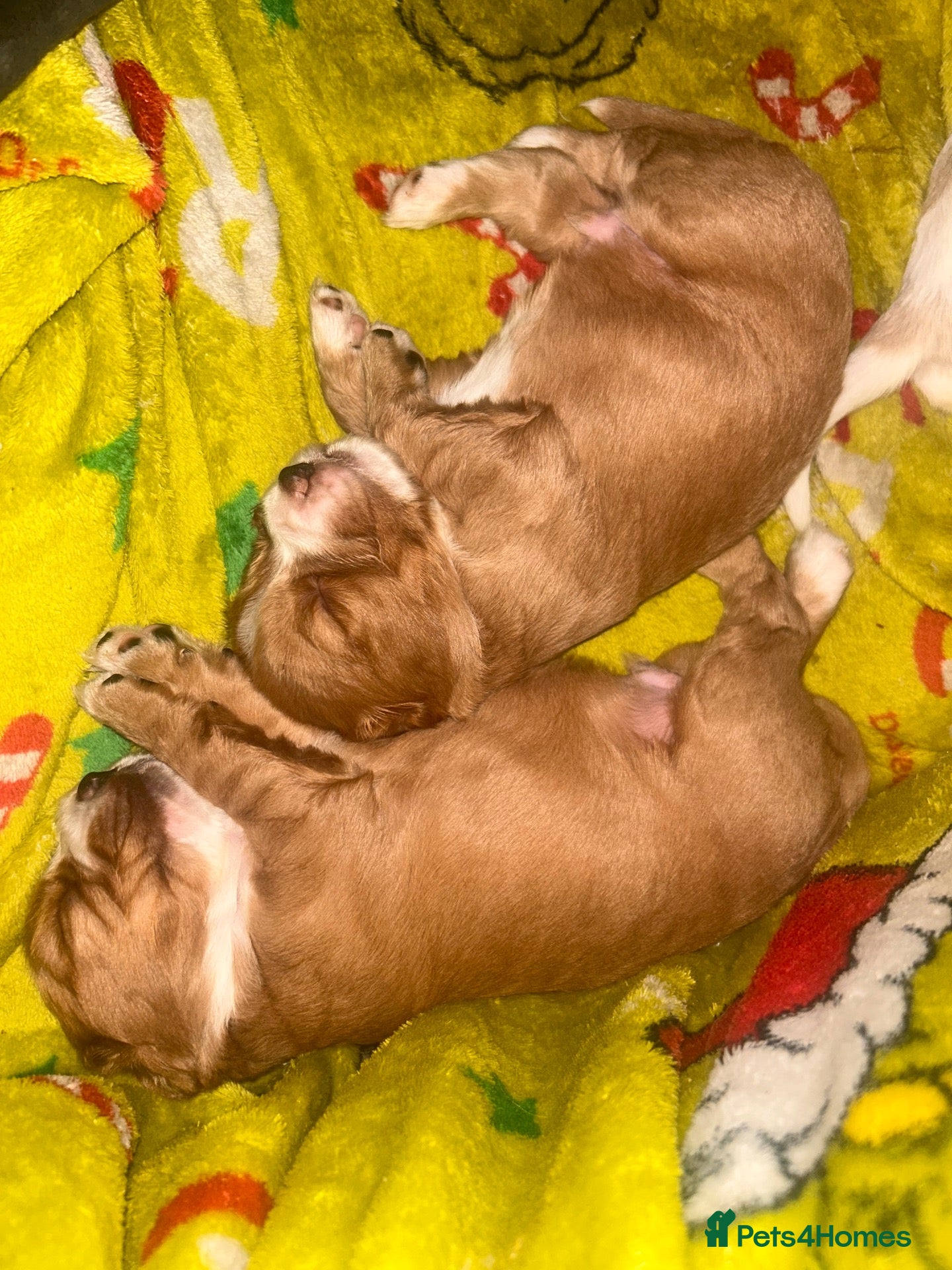 Cocker Spaniel dogs Beautiful Cocker Spaniel Puppies - Advert 13