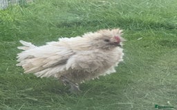 Chickens poultry for sale: 4 chicks - Image 2