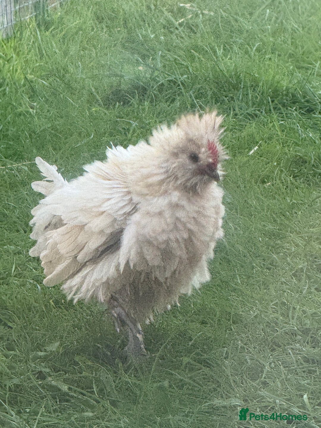 Chickens poultry for sale: 4 chicks - Image 2