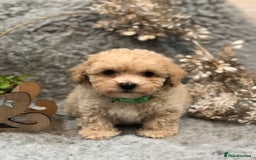 Poochon dogs for sale: Tiny babies ❤️❤️❤️ - Advert 6