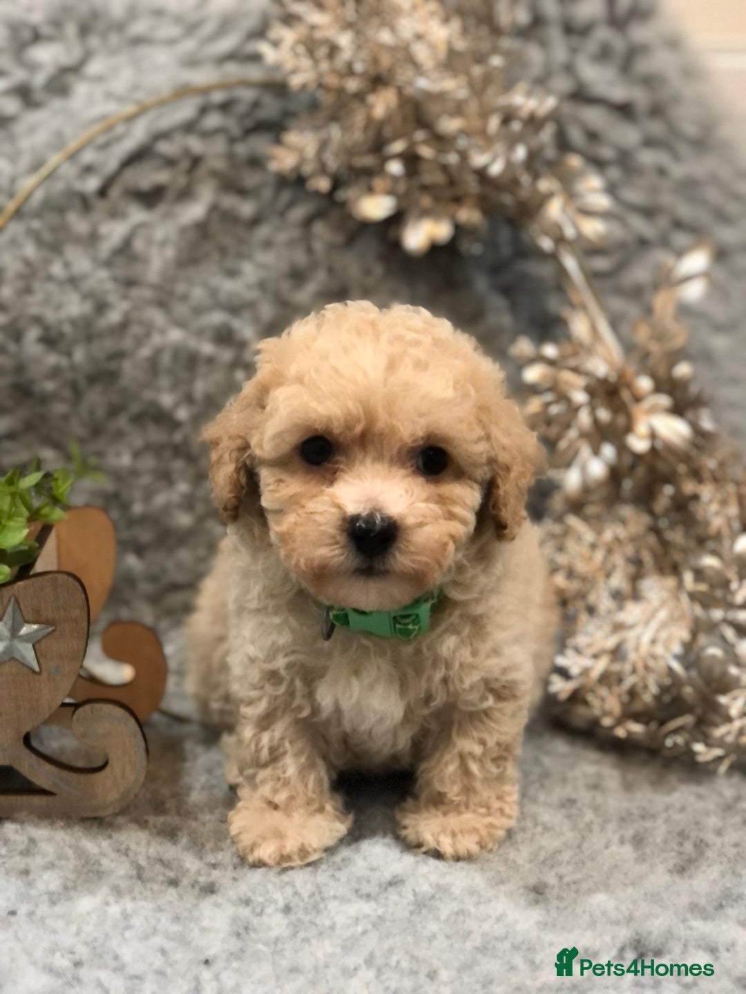 Poochon dogs for sale: Tiny babies ❤️❤️❤️ - Advert 6
