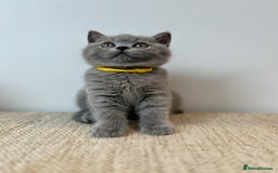 British Shorthair cats for sale: Charming GCCF British Shorthair Kittens 🐈‍⬛  - Image 11