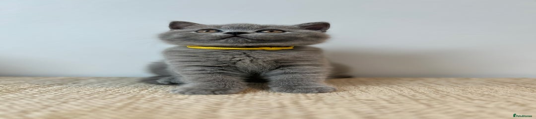 May (Yellow Collar)