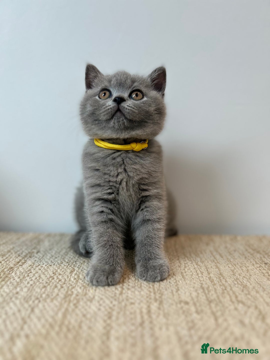 British Shorthair cats for sale: Charming GCCF British Shorthair Kittens 🐈‍⬛  - Image 11