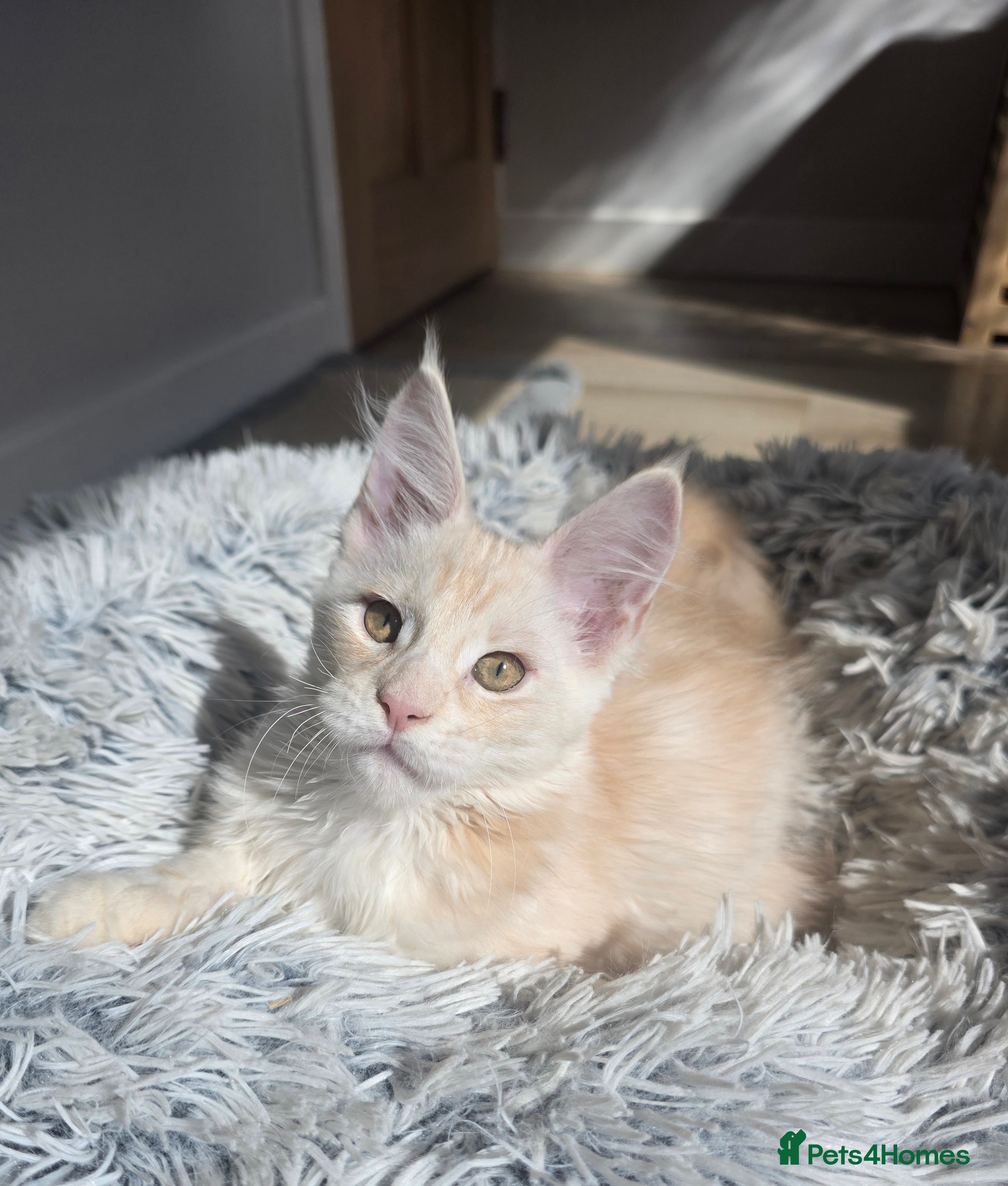 Maine Coon cats TICA Registered Maine Coon Kittens🐾 - Advert 2