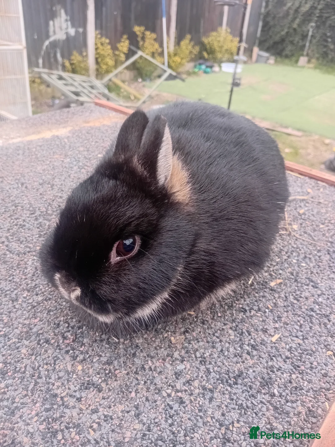 Netherland Dwarf rabbits for sale: Netherland dwarfs young adults  - Advert 2
