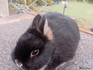 Netherland Dwarf rabbits Netherland dwarfs females - Advert 5