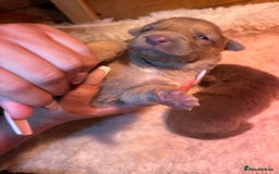 German Shepherd dogs for sale: Working KC GSD German shepherd puppies  - Image 22