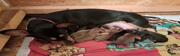 Mixed Breed dogs for sale: Miniature Dachshund X Frenchie. - Advert 10