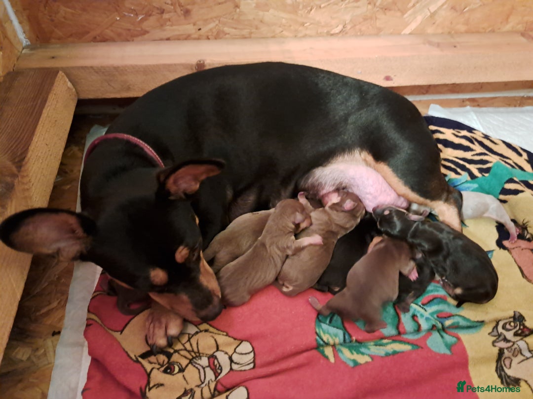 Mixed Breed dogs for sale: Miniature Dachshund X Frenchie. - Advert 10