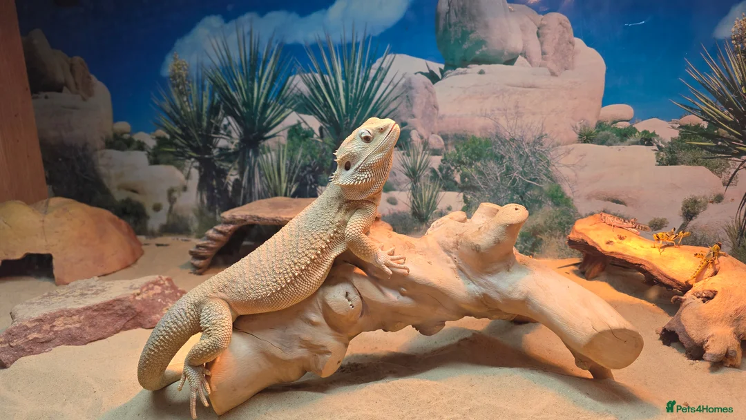 Bearded Dragon reptiles for sale: Bearded dragon Zero in Birkenhead - Advert 1