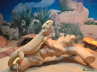 Bearded Dragon reptiles Bearded dragon Zero - Advert 2