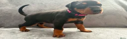 Dobermann dogs for sale: KC REGISTERED - DOBERMAN PUPPIES - Advert 28