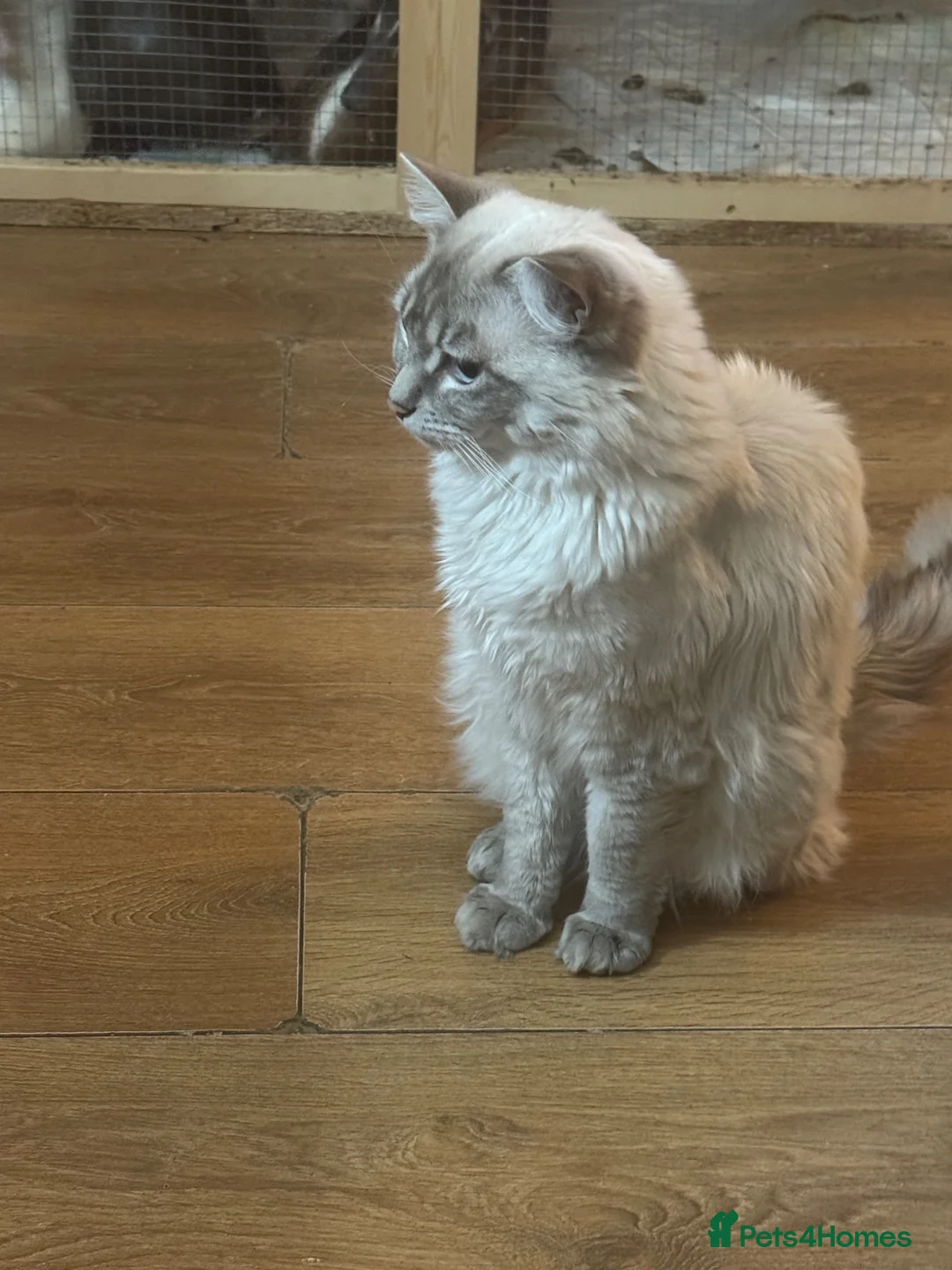 Ragdoll cats for sale: Ragdoll in Herne Bay - Advert 4