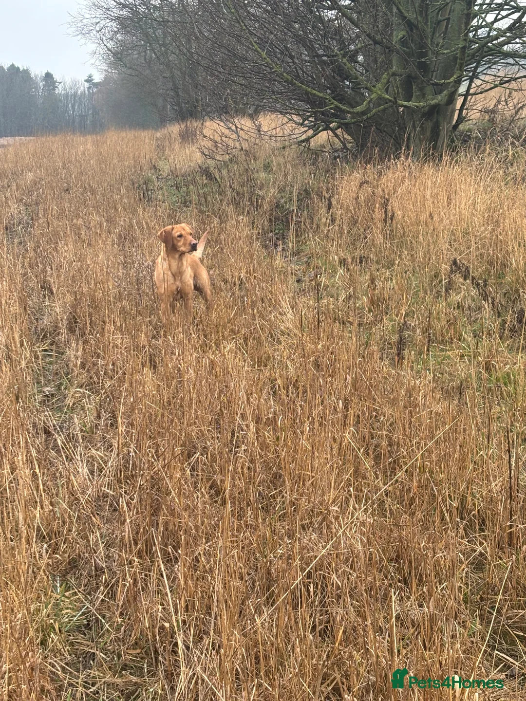 Labrador Retriever dogs for sale: Lab bitch - Advert 4