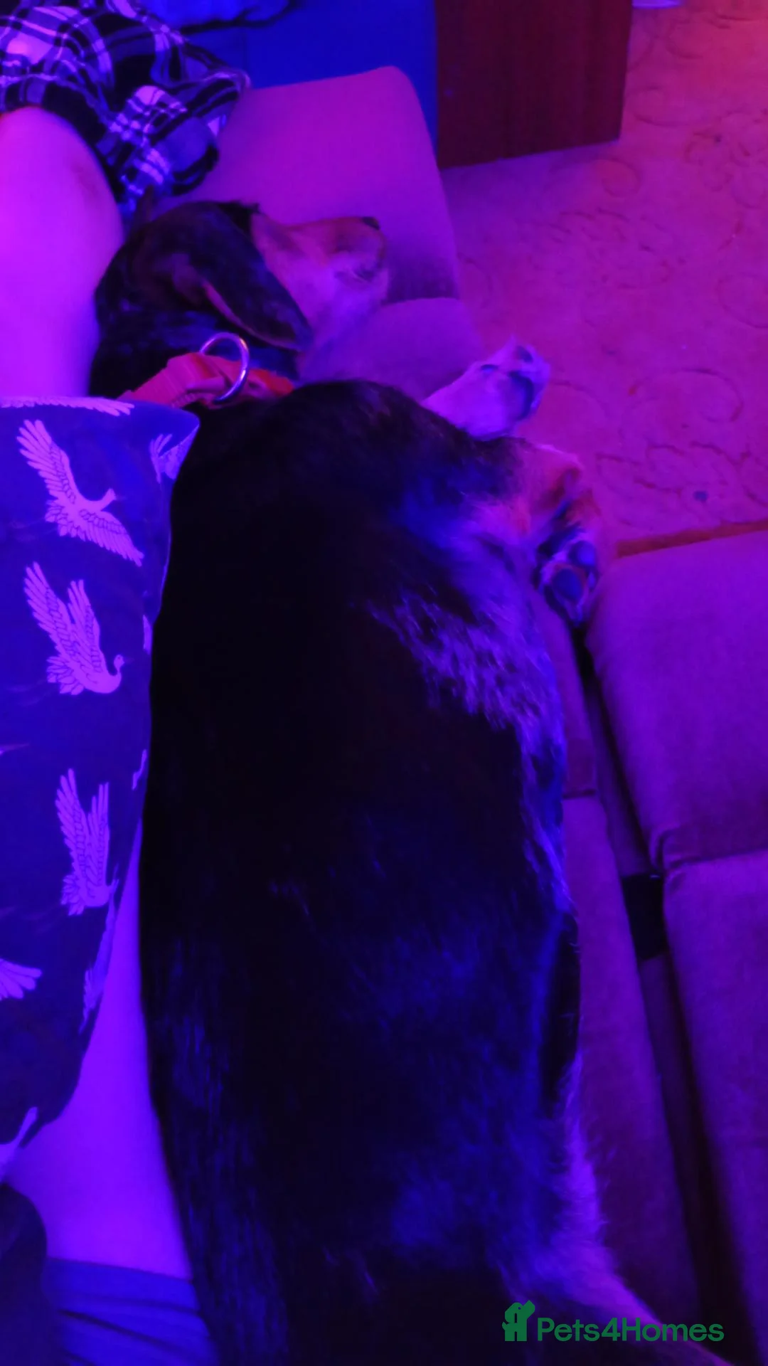 Mixed Breed dogs for sale: Jax the Airedale-Daschund  - Advert 2
