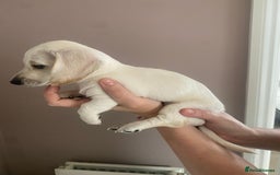 Dachshund dogs for sale: Stunning male Dachshund puppies  - Image 2
