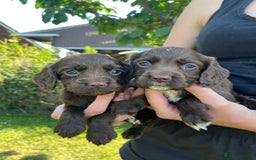 Cocker Spaniel dogs for sale: Carefully bred Kc FTW sired cocker spaniel pups,  - Image 23