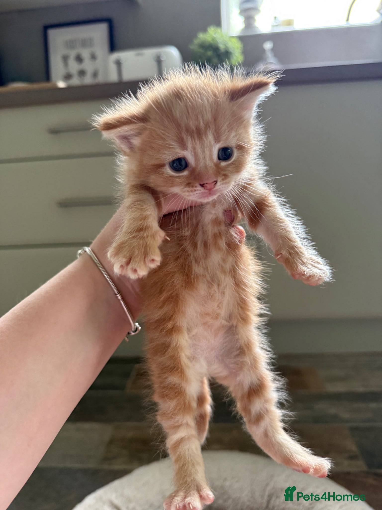 Mixed Breed cats 6 LEFT -8 fluffy kittens looking for forever home - Advert 20