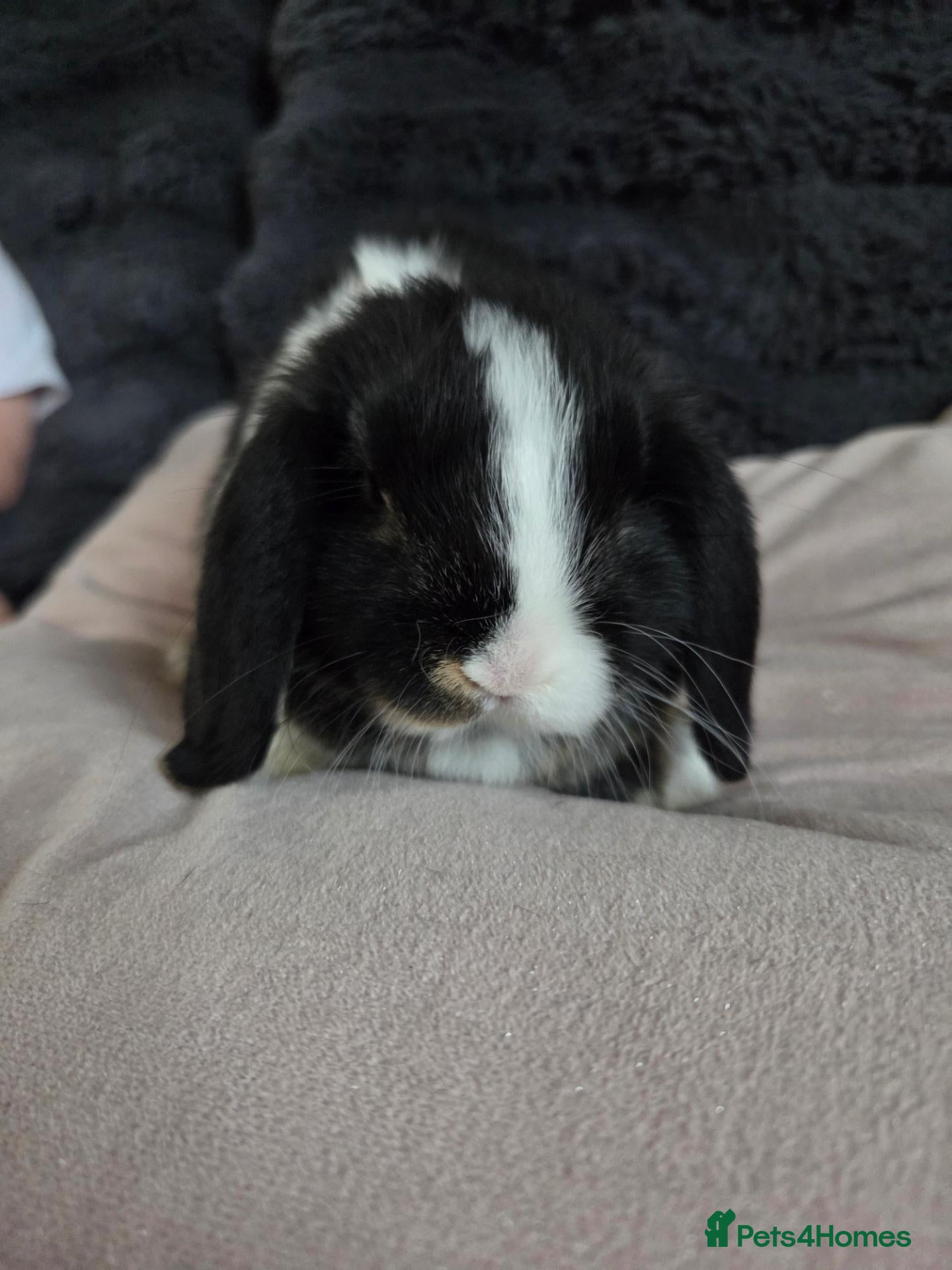 Mini Lop rabbits Mini lops for sale - Advert 1