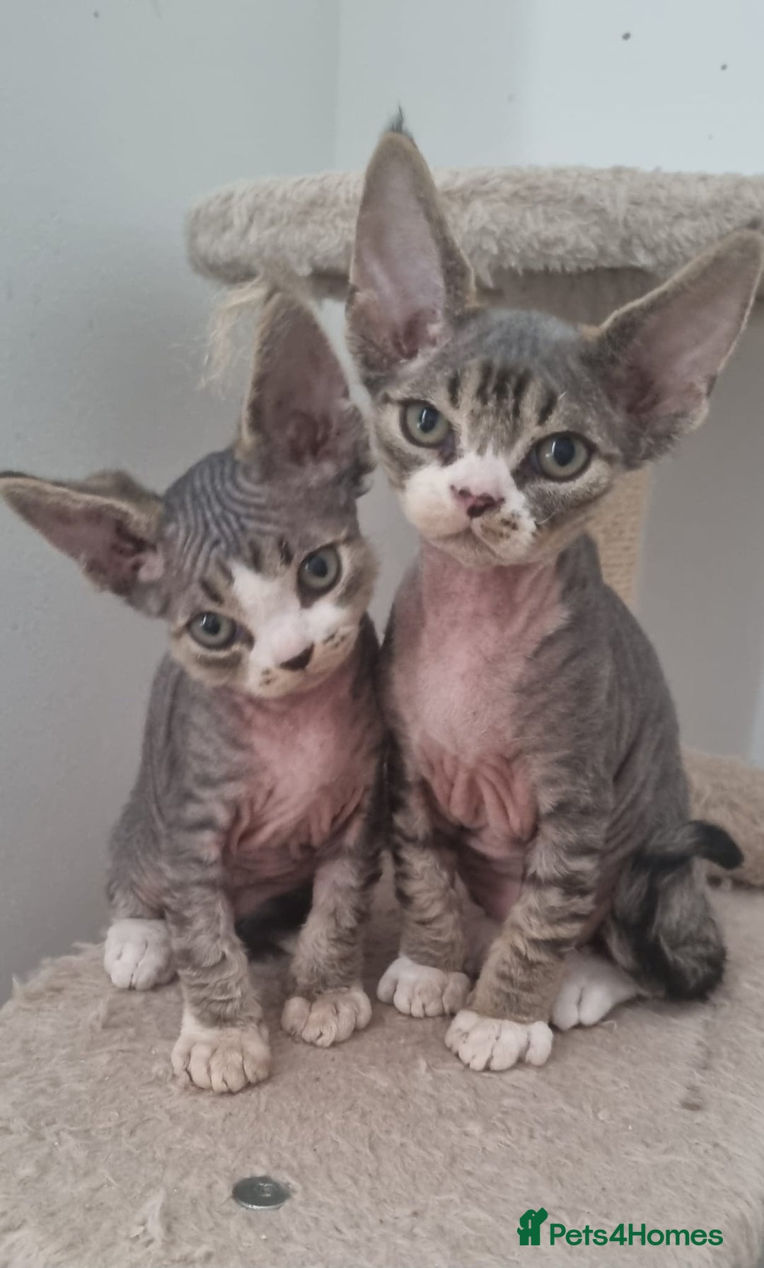 Devon Rex cats for sale: Three lovely brothers and sister - Advert 9