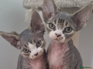 Devon Rex cats Three lovely brothers and sister - Advert 1