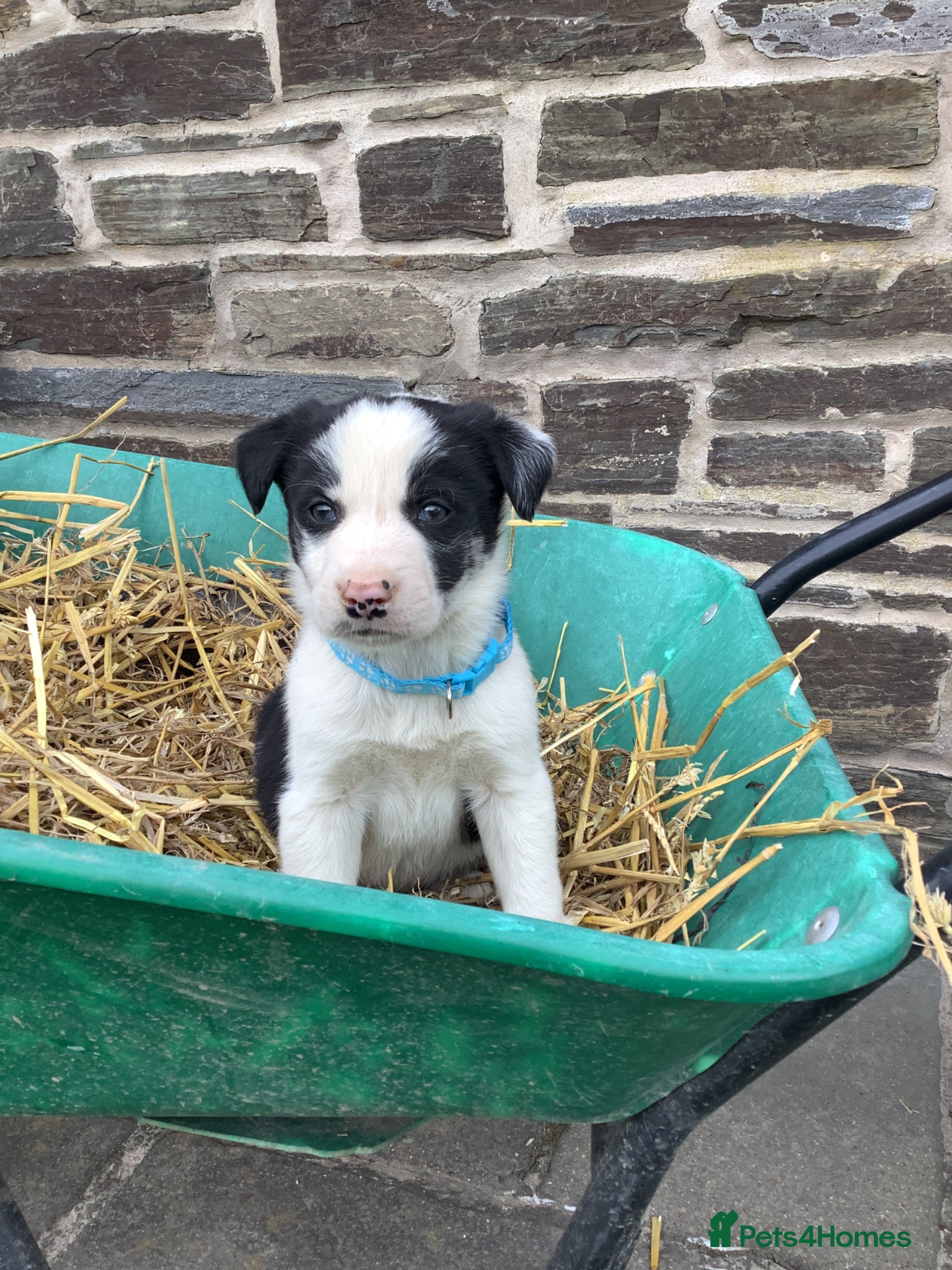 Border Collie dogs 4 Male Border Collie pups for sale - Advert 1