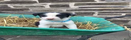 Border Collie dogs for sale: 5 Male Border Collie pups for sale in Builth Wells - Advert 2