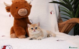 British Shorthair cats for sale: ❤️ British shorthair kittens  - Advert 14