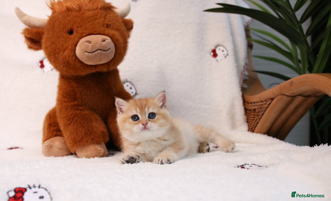 British Shorthair cats for sale: ❤️ British shorthair kittens  - Advert 14