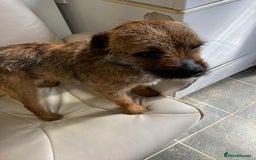 Border Terrier dogs for stud: MEET BODIE  in Maidstone - Image 10