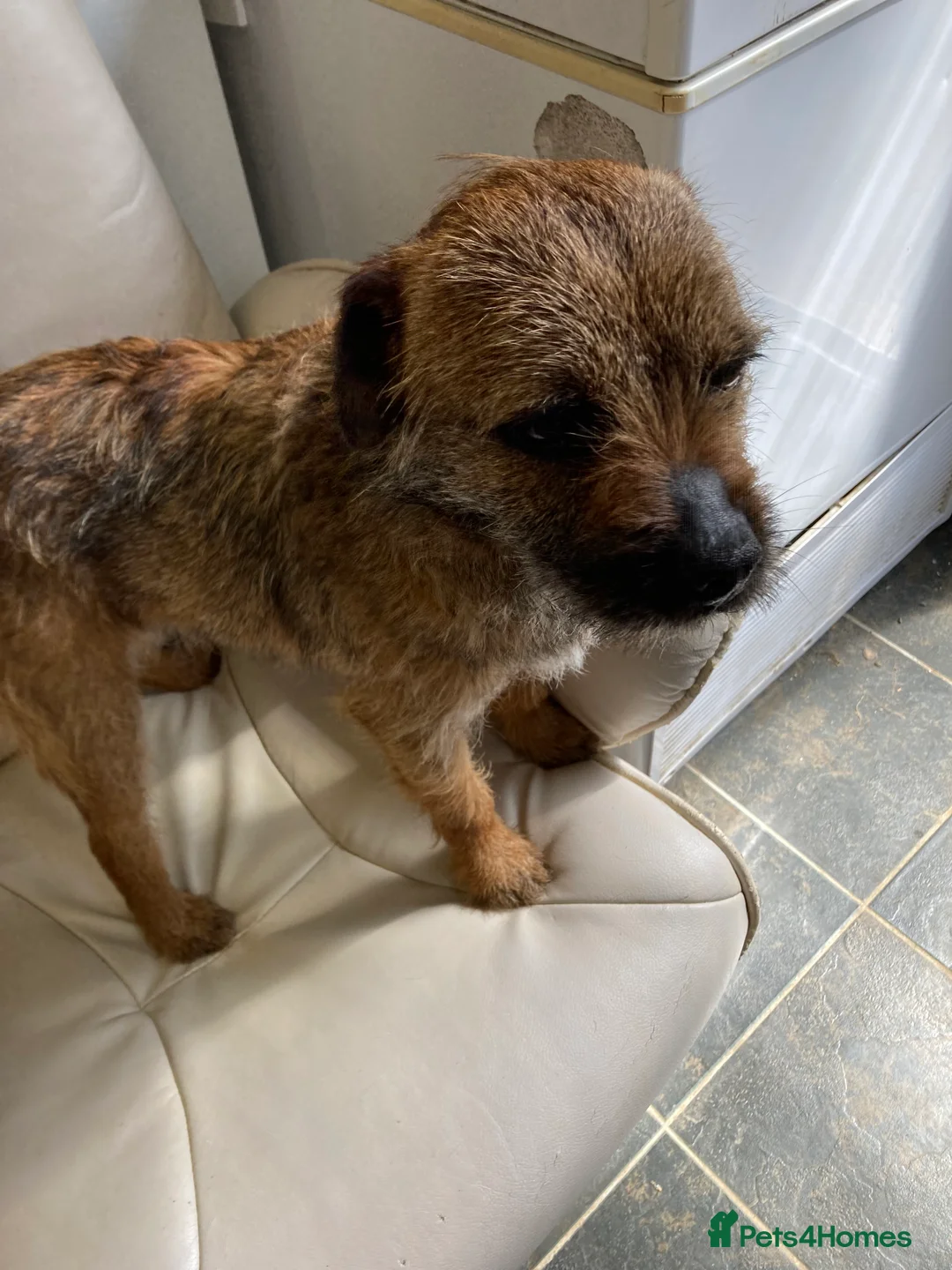 Border Terrier dogs for stud: MEET BODIE  in Maidstone - Advert 10