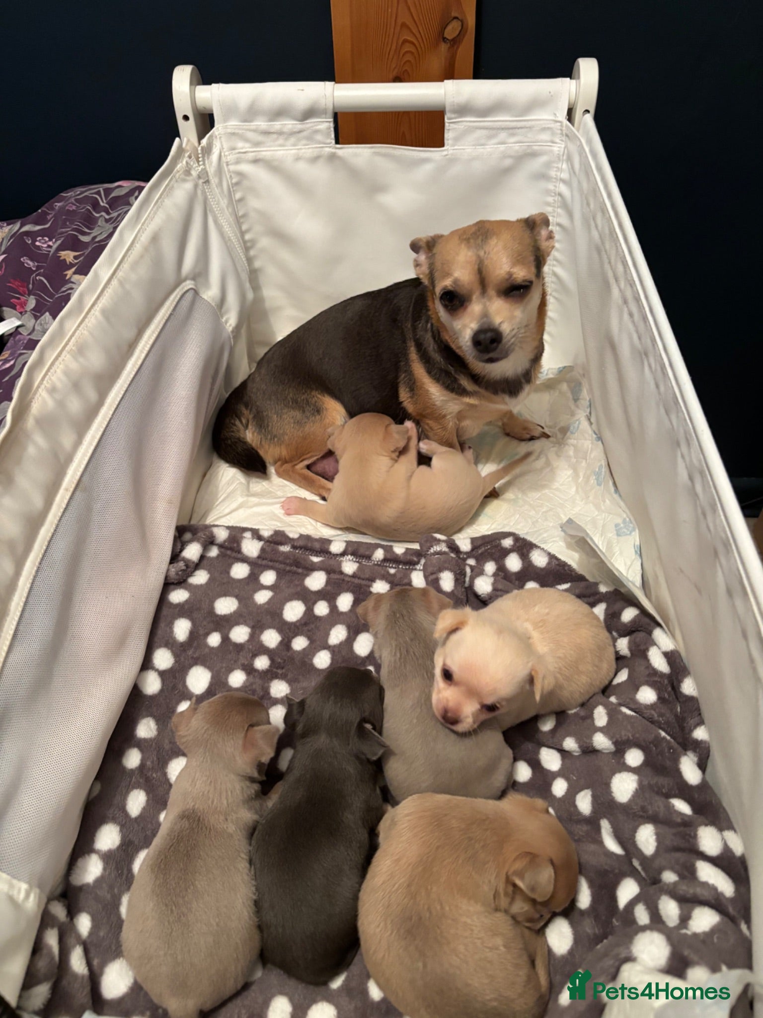Chihuahua dogs Roxie’s precious chihuahua puppies  - Advert 3