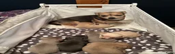 Chihuahua dogs for sale: Roxie’s precious chihuahua puppies  - Advert 1