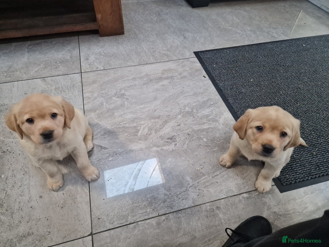 Labrador Retriever dogs for sale: Labrador very cute and playful puppies  - Advert 8
