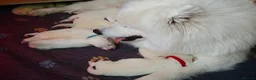 Samoyed dogs for sale: Exceptional pedigree puppies. - Advert 13