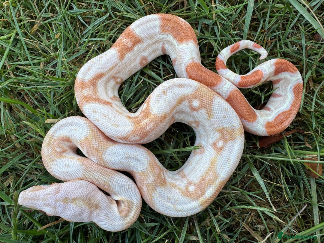 Boa Snake reptiles for sale: Baby Boa Morphs FOR SALE - Image 10