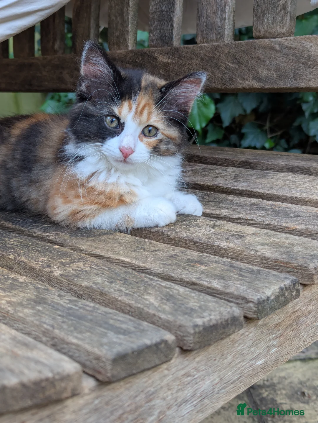 Mixed Breed cats for sale: Unique & beautiful calico kittens  - Advert 1
