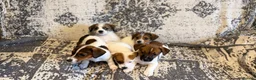 Jack Russell dogs for sale: Jack Russel puppies in Manchester - Advert 4