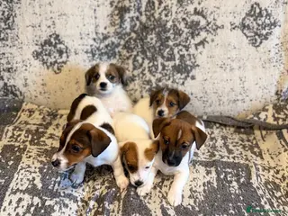Jack Russell dogs Jack Russel puppies - Advert 4