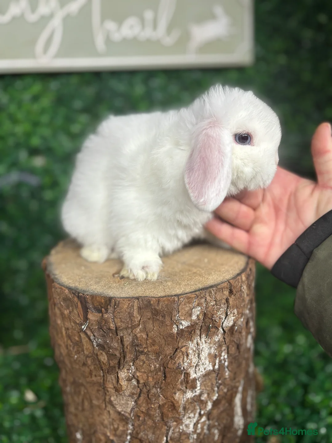 Mini Lop rabbits for sale: 🧡PEDIGREE MINILOPS🧡 - Advert 9