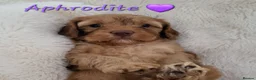 Cockapoo dogs for sale: Beautiful Home-Raised F1b toy Cockapoo Puppies  - Advert 5