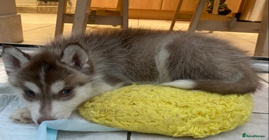 Siberian Husky dogs PREMIUM SIBERIAN HUSKY PUPPIES KC - Advert 2