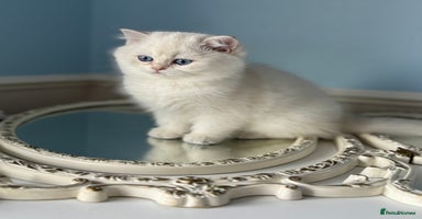 British Shorthair cats Only one BSH Snowwhite girl with blue eyes left 🌟 - Advert 11