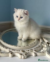 British Shorthair cats Only one BSH Snowwhite girl with blue eyes left 🌟 - Advert 11