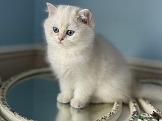 British Shorthair cats Only one BSH Snowwhite girl with blue eyes left 🌟 - Advert 5