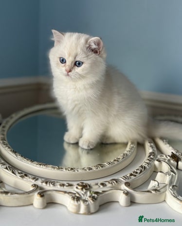 British Shorthair cats Only one BSH Snowwhite girl with blue eyes left 🌟 - Advert 1