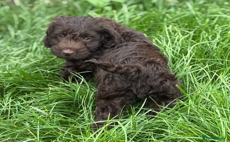 Cockapoo dogs - Advert 1