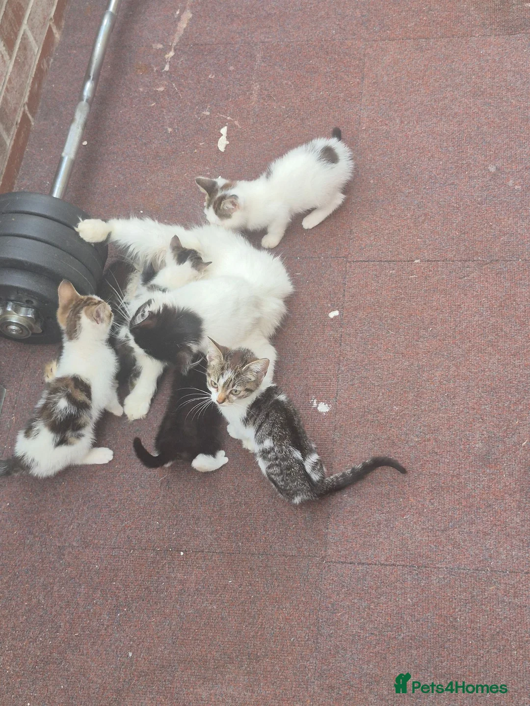 Mixed Breed cats for sale: Beautifully Mixed Siberians.  - Advert 2
